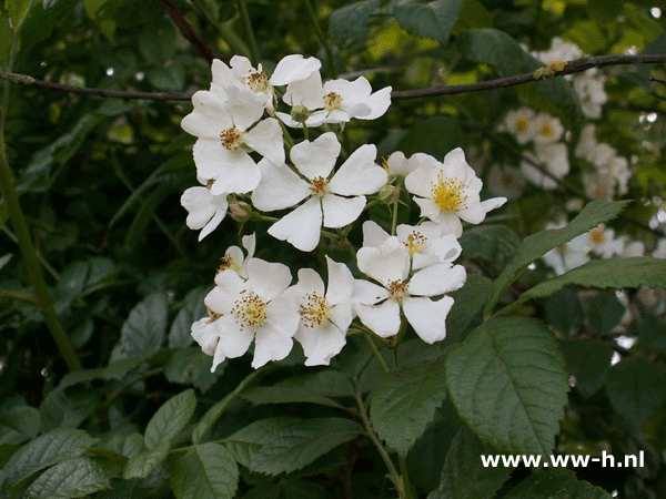 Rosa multiflora v.a. 0,75 - Klik op de afbeelding om het venster te sluiten